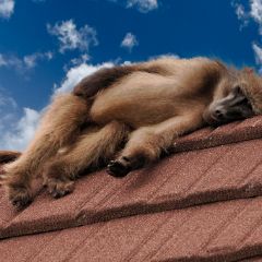 FB000789a_Pavian Pavian sonnt sich auf dem Dach