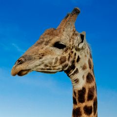 FB000839-ORF_DxO_DeepPRIME_Giraffe Giraffe