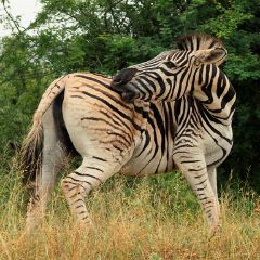 P2187446_Zebra Zebra